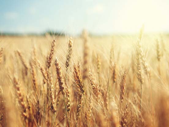 Golden wheat field close-up under soft blue sky, sunlit grain heads swaying in the breeze