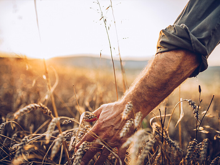 Man reaching through wheat field, harvesting ripe grain at sunset in countryside landscape