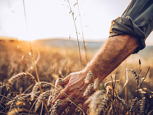Man harvesting wheat in a sunlit field, hands gathering golden grain at golden hour